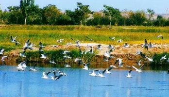 鳴翠湖觀鳥季，愛鳥人士 約 約 約！