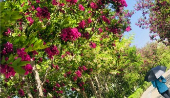 想和你在鳴翠湖的花海里走一走，看初夏繁花散盡也不停留。