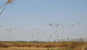 巨龍?zhí)ь^，百鳥鳴翠，靜待君至！寧夏和湖北居民，醫(yī)務(wù)人員福利多，還有優(yōu)惠年票可暢玩一整年！