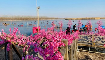 銀川鳴翠湖國家濕地公園元旦小長假圓滿收官